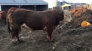 demonstrating the differences between cow/heifer and bulls/steers