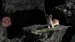 American Pika Gathering Food