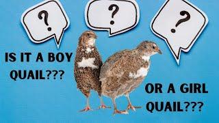 Determining Gender of your Coturnix Quail