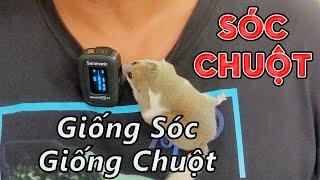 Đôi Chút Về Loài Sóc Chuột | Nam Ngô