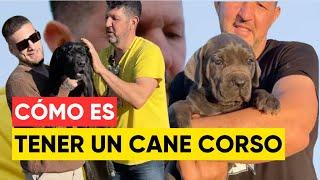 CANE CORSO XMAN