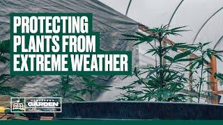 How To Prepare Your Cannabis Greenhouse for Extreme Weather | Homegrown Cannabis Co.