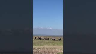 Spotting Rhinos in Ol Pejeta Conservancy. Kenya.  #kenya #maasai_mara_sightings #wildlife #rhino