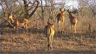 African Wildlife HD Part 1 - South Africa Kruger Park 24 - Travel Channel