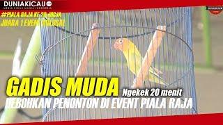 Piala Raja ke 20 : Lovebird  GADIS MUDA!! Rajai Kelas  FIGHTER