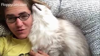 Snuggle Bunny Ragdoll Trigg in the Mornings - Floppycats