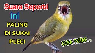 PLECI GACOR suara ngalas - PANCINGAN PLECI DAKUN yang sulit BUNYI (SUARA BURUNG PLECI GACOR NEMBAK)