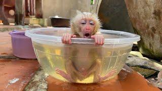 Innocent Baby Monkey Get Ch0king Water In Bathtub