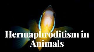 Hermaphroditism in Animals | Fascinating Facts and Species