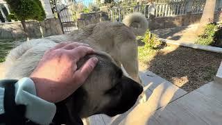 Kangal, Hirtenhund 16 Monate in Alanya Antalya, Türkei, 4. März 2025 Kangal Dogs