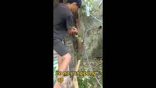 Bonsai Hunting in the Street 0002