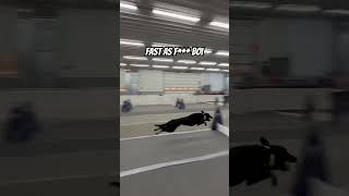 Fast as f*** boi #dogs #sports #dogsports #flyball #fast #racing #running