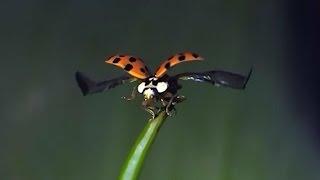 Ladybug flying in slow motion -VERY COOL TO WATCH - Amazing slow motion of Ladybug.