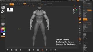 Zbrush Tutorial: Sculpting the Human Anatomy for Beginners