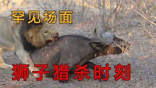 罕見的獅子十大捕食場面：獵豹、熊、鬣狗、大象、水牛等