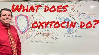 What Does Oxytocin Do?