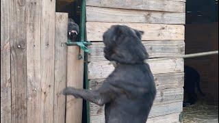 Aggressive Cane Corso Dog  || Cane Corso Vs Cane Corso Dog .