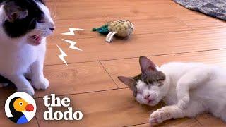 Cat Keeps Hissing At New Little Sister | The Dodo