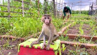 BiBi happily played in the garden with his father after 15 days of serious illness