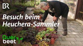 Besuch beim Heuchera-Sammler