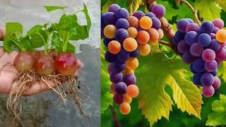 How to grow grapes tree from grapes