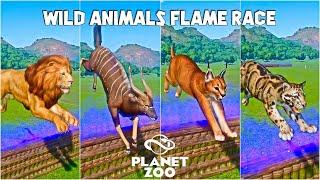 Animals Fire Race - Clouded Leopard, Wild Water Buffalo, Nyala, Caracal,   West African Lion