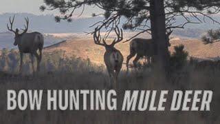 Bow Hunting Big Bucks - Public land Mule Deer Hunt (Eastmans’)