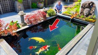 Small Koi Pond, BIG Fish!! (DIY Build)