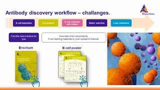 From discovery to functional assays  therapeutic antibody research by Miltenyi Biotec