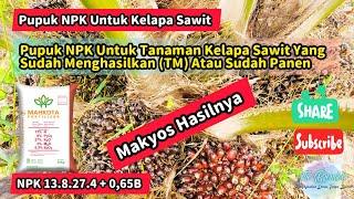 Pupuk NPK Untuk Tanaman Kelapa Sawit Yang Sudah Menghasilkan (TM) Atau Sudah Panen