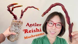 GROWING REISHI MUSHROOMS at Home & Making Tea With Them! Episode 2