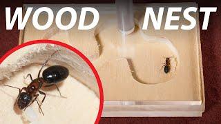 Make a WOODEN ANT NEST | Ant Keeping 101