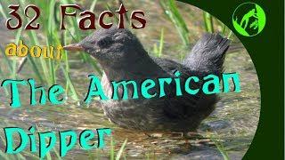 32 Facts about the American Dipper