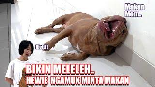 BIKIN MELELEH || HEWIE PITBULL NGAMUK MINTA MAKAN #hewiepitbull