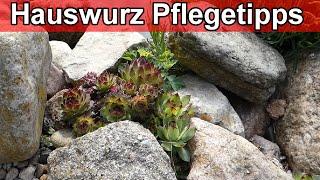 Steinrosen richtig pflegen - Sempervivum Hauswurz Pflanzen – Pflege Tipps / Gießen Erde überwintern