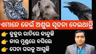 ଶୁଭ ଅଶୁଭ ସୂଚନା l କୁକୁର ରାତିରେ କାନ୍ଦୁଛି, କାଉ ମୁଣ୍ଡରେ ବସିଲା, ପେଚା ଘରକୁ ଆସୁଛି l Crow, Owl, Dog myths