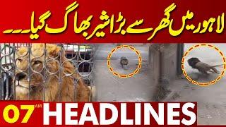 A Lion Escaped from a House in Lahore! | 07 AM Headlines Lahore News HD | 22 Dec 2024