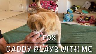 Cute Dog FOX and Daddy Playing #cutedogfox2024 #dogplaysball #doglover #cutedog #dogsofyoutube #dog