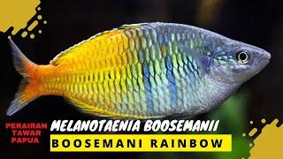 Melanotaenia Boosemanii atau Boosemani Rainbow ikan hias asli papua