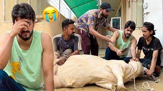 ALHAMDULILLAH APNI COW KO QURBAN KARDIA | EMOTIONAL | MISHKAT KHAN