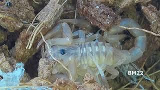 Searching For Baby Scorpions Using KKmoon Video Microscope