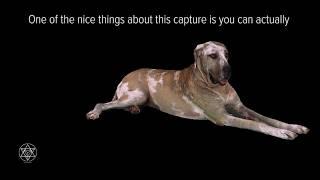 Creating a Dog Hologram - Volumetrically Capturing a Truly Great Dane