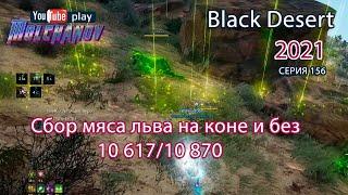 Мясо льва. Black Desert Фарм серебра 2021. Лучница.