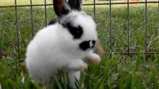 Baby Bunnies Hopping and Playing