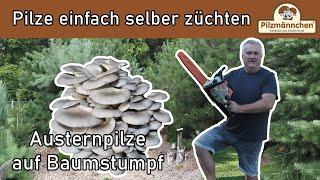 Austernpilze auf Baumstumpf – Pilze einfach selber züchten – mit Produkten von Pilzmännchen