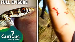 Reptile Experts JUST Avoid DEADLY Snake Bites: | Full Episode | Curious?: Natural World