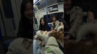 Train interactions with my Dog!! #youtubeshorts #photography #youtube #shorts #tube #train #husky