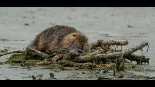 Why You Shouldn’t Keep a Beaver as a Pet