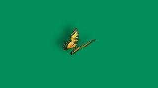 Yellow butterfly green screen | butterfly flying green screen video | Green screen butterfly