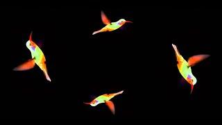 Holograms: jellyfish, butterfly, fireworks, bird